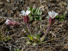 Silene involucrata