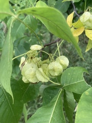 Ptelea trifoliata mollis