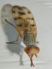 Melieria