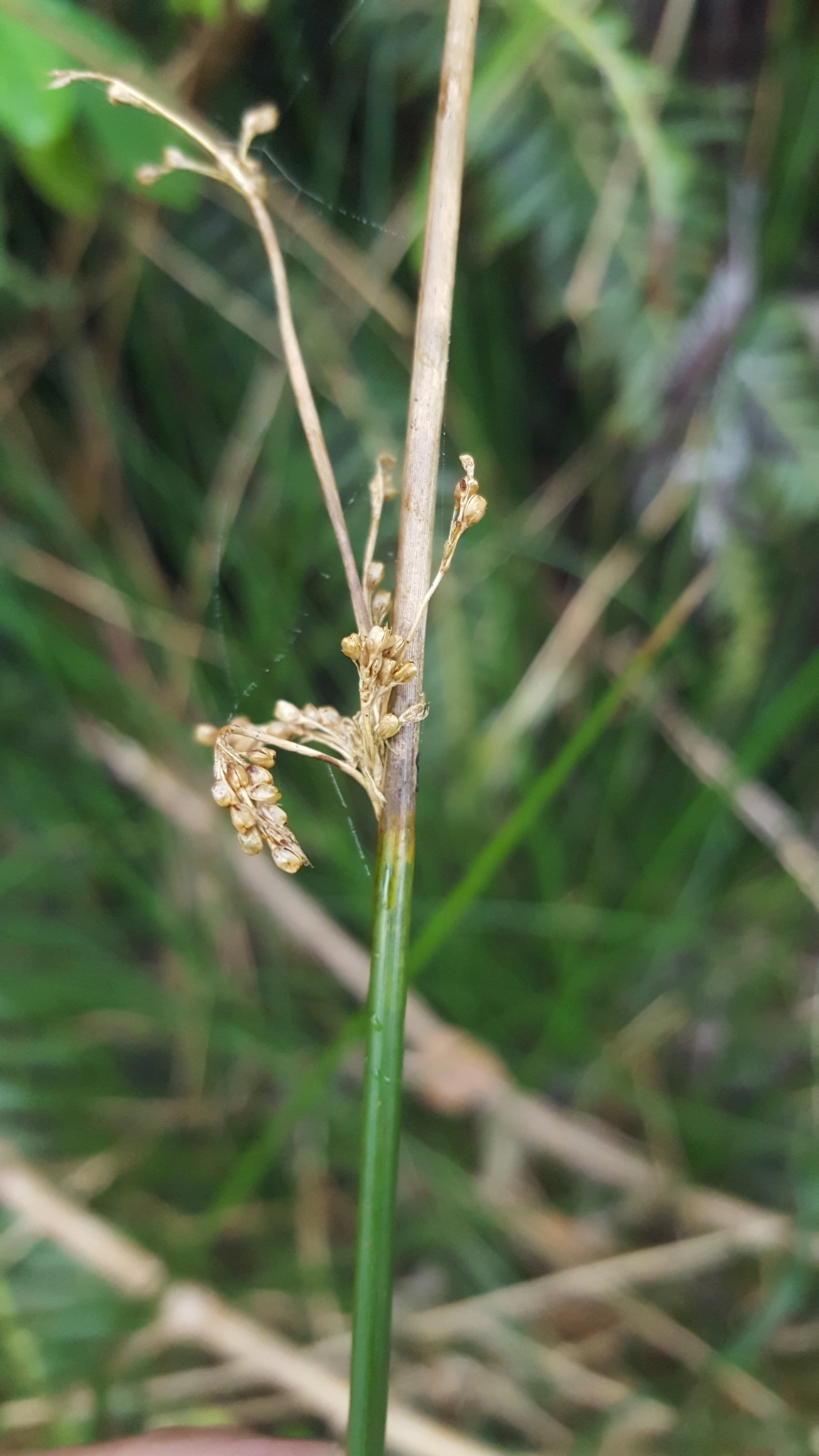 (c) François Rousseu, certains droits réservés (CC BY-NC) https://www.inaturalist.org/observations/88977376