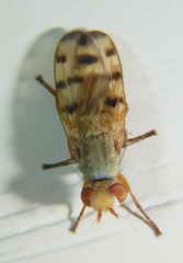Melieria