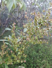 Rumex abyssinicus