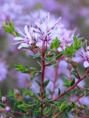 Agathosma serpyllacea