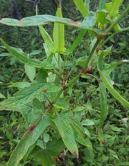 Rumex abyssinicus