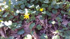 Ficaria verna