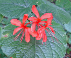 Clerodendrum speciosissimum