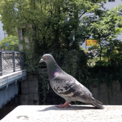 Columba livia domestica