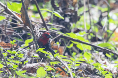 Spermophaga ruficapilla