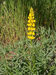 Lupinus luteus