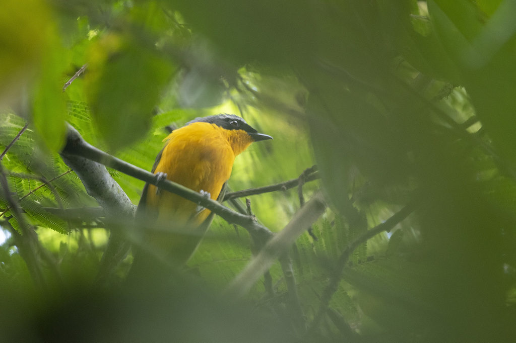 Many-Colored Bushshrike