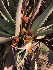 Aceria aloinis