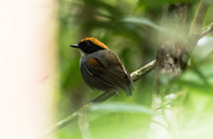 Conopophaga melanops
