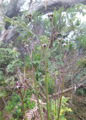 Verbena bonariensis image