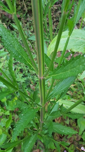 Verbena bonariensis image