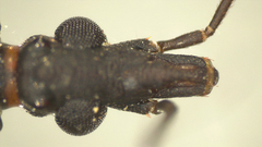 Triatoma rubida