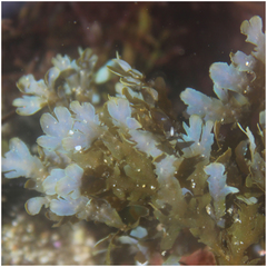 Dictyopteris undulata