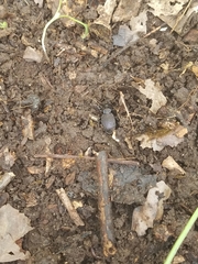 Sphaeroderus