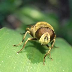 Eristalis arbustorum
