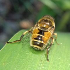 Eristalis arbustorum