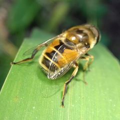 Eristalis arbustorum