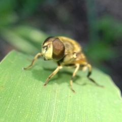 Eristalis arbustorum