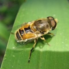 Eristalis arbustorum