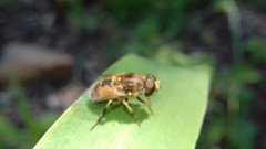 Eristalis arbustorum