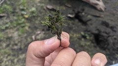 Najas flexilis