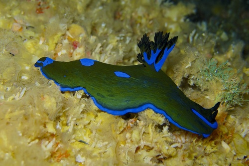 Gloomy Nudibranch
