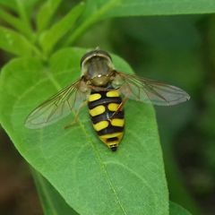 Eupeodes