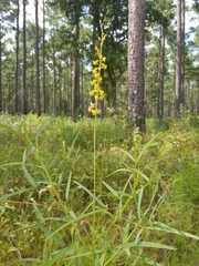 Crotalaria lanceolata