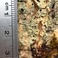 Bacidia schweinitzii