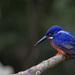Shining-blue Kingfisher - Photo (c) Niall Perrins, some rights reserved (CC BY-NC), uploaded by Niall Perrins