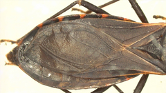 Triatoma rubida
