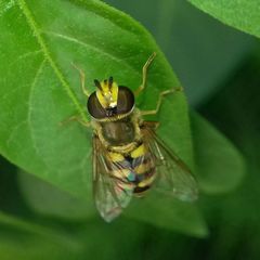 Eupeodes