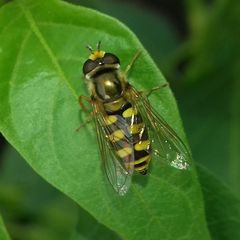 Eupeodes