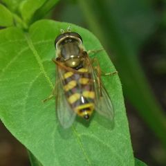 Eupeodes