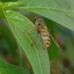 Eupeodes