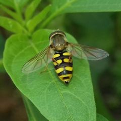 Eupeodes