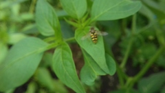 Eupeodes