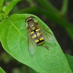 Eupeodes