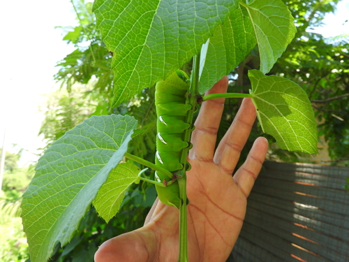 Lagarta-das-folhas (Eumorpha vitis)