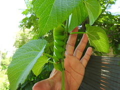 Lagarta-das-folhas (Eumorpha vitis)