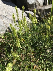 Sideritis hyssopifolia