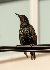 Sturnus vulgaris