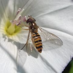 Episyrphus balteatus