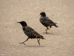 Sturnus vulgaris