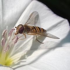 Episyrphus balteatus