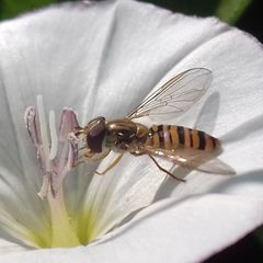 Episyrphus balteatus