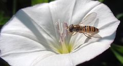 Episyrphus balteatus
